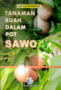 Tanaman Buah dalam Pot : Sawo